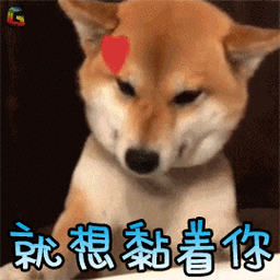 萌宠狗柴犬撩就想黏着你soogifsoogif出品gif动图_动态图_表情包下载