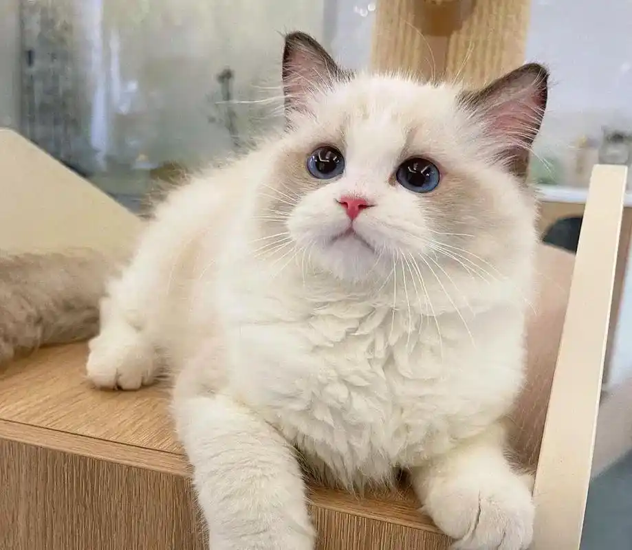 布偶幼猫      找好人家,公母都有,两