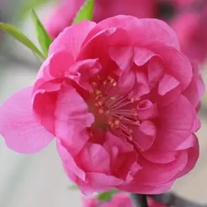 红色桃花儿_唯美微信头像图片_扣扣居