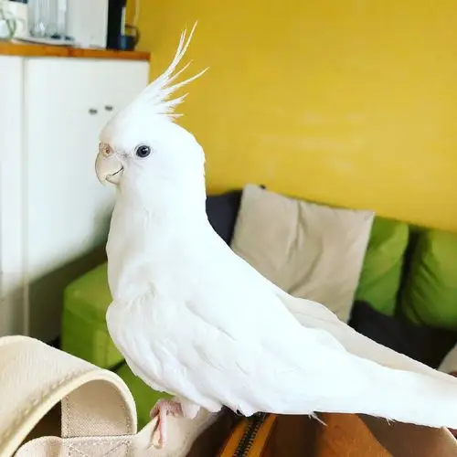 福懋动物医院作为宠物鸟中的颜值巅峰玄凤鹦鹉最有特色的就是这对小