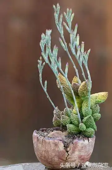 珍贵的多肉植物盆景-fafa01.com - 看头条