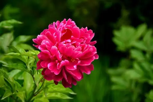 浩态狂香醉芍药