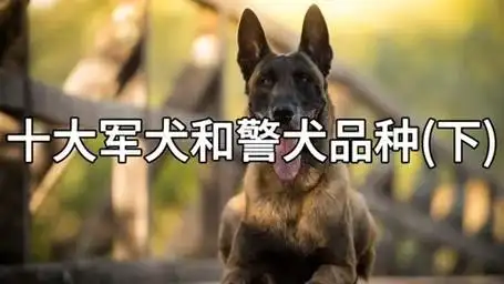 盘点最适合成为军犬警犬的狗,为什么德牧只能排第二?(下)