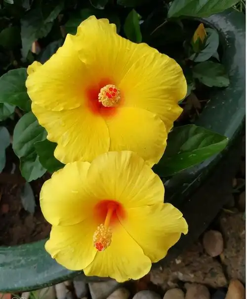 十大不吉利花排行榜(家里坚决不能养的花)-心语百科