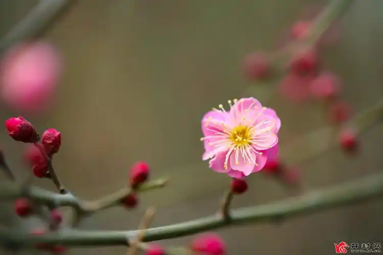 寒冬梅花开 为有暗香来