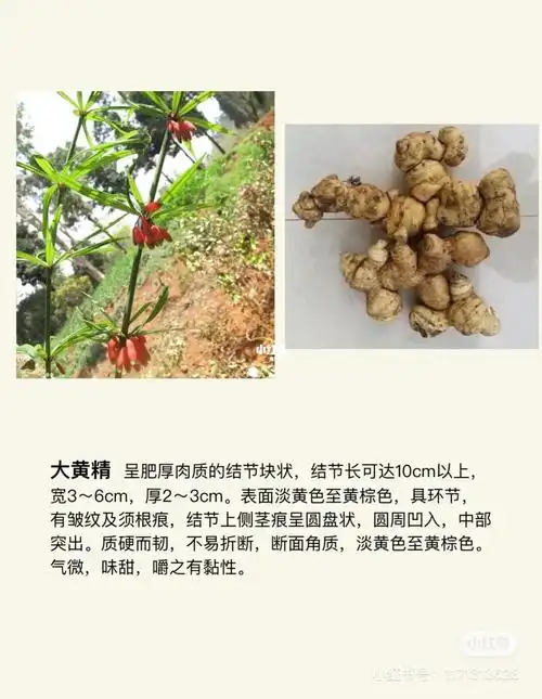 《中国药典》中的黄精