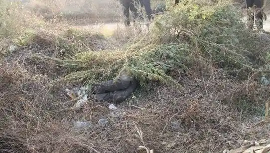 变态!广西一女子被砍死后弃尸荒野,凶手还对尸体