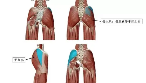 臀中肌(gluteus medius)臀部最大的肌肉,具有外展,伸展和外旋髋关