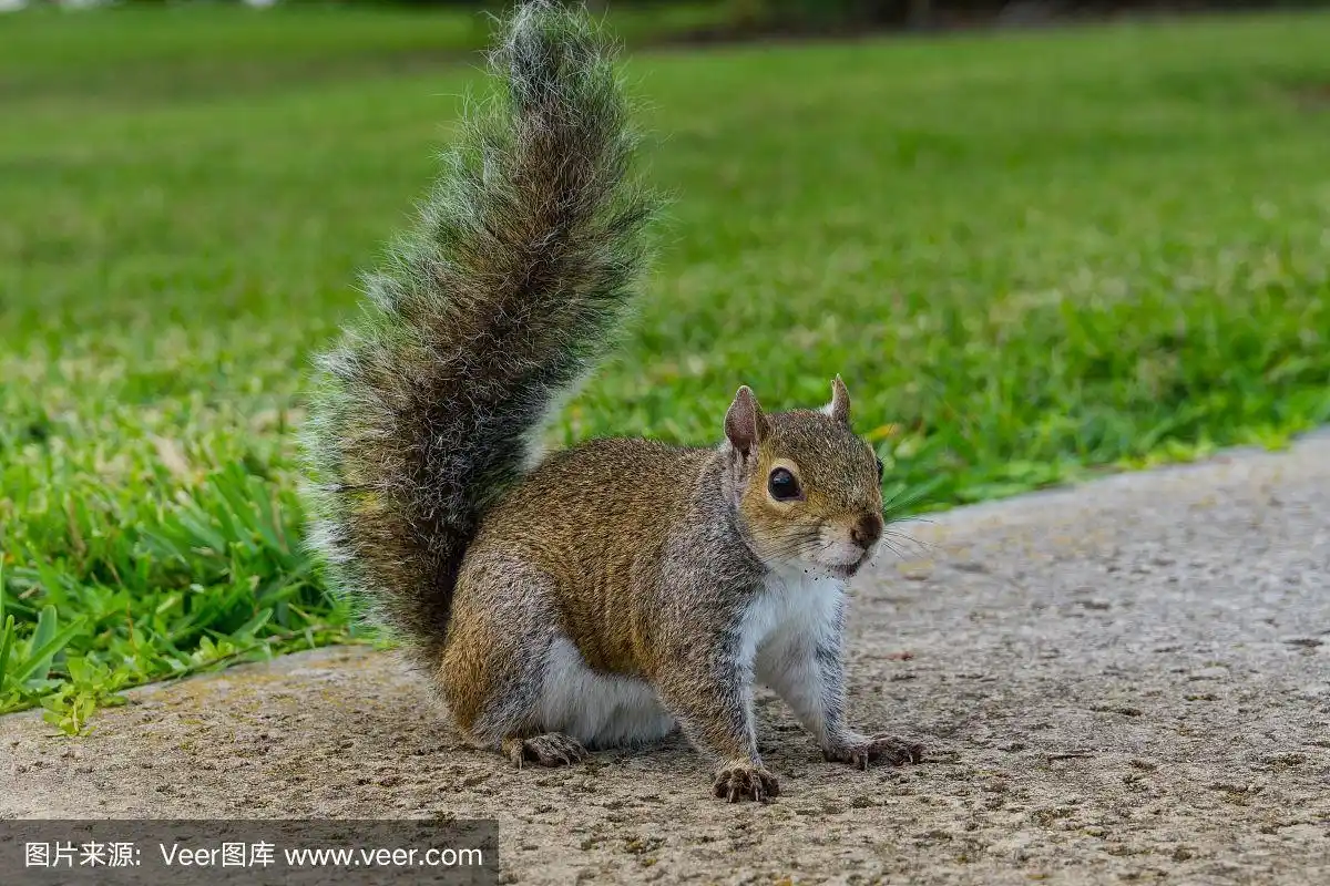美国佛罗里达州,一只小松鼠直立着尾巴坐在草地旁等待食物