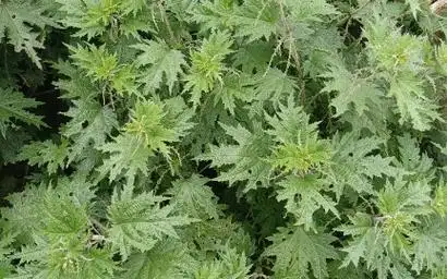 赖火麻:从顽强生存到生态恢复的奇迹植物