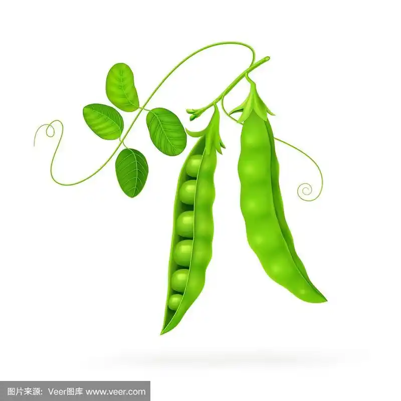豌豆孤立在白色照片逼真.矢量插图eps10