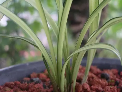 春兰中透-叶艺篇-中国兰花交易网社区