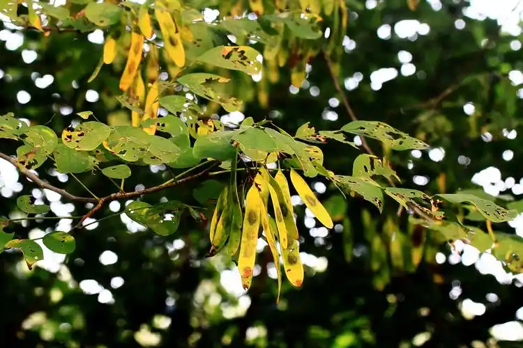 【黄檀】豆科,黄檀属