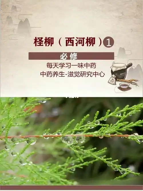 每天一味中药柽柳