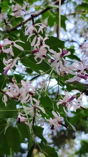 200.楝树花(哑巴树)