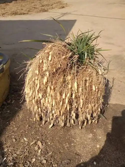 自家种植麦冬 麦冬苗 价格实惠