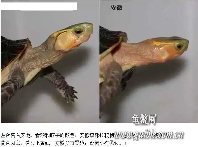 【转载】安缘与台缘的区别