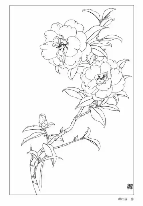 9种花卉白描图收藏备用