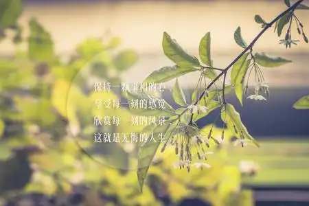 唯美人生感悟文字图片