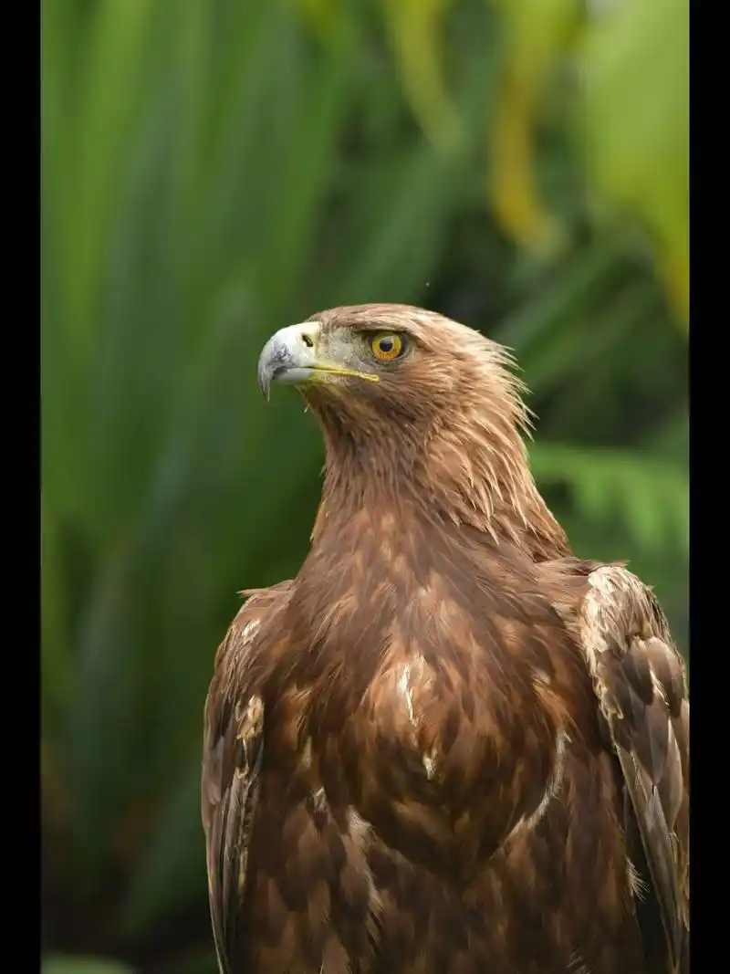 金雕.#鸟类摄影原创 #神奇动物在抖音 #近距离观看一只奇怪