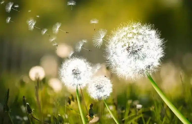 蒲公英生态法治计划-2021-09-08 18:03雅安市汉源县法院官方澎湃号