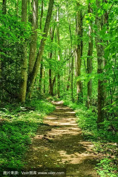 绿色树林中的徒步小径
