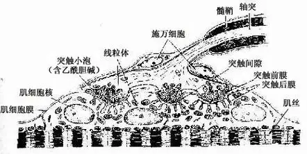 运动终板超微结构模图