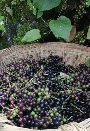 其实自制野生葡萄酒很简单,先找到好的野生葡萄,才能做成绝对的百分百