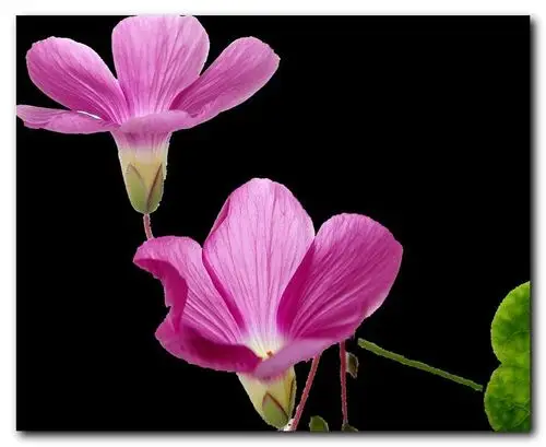 两朵小红花(12p)