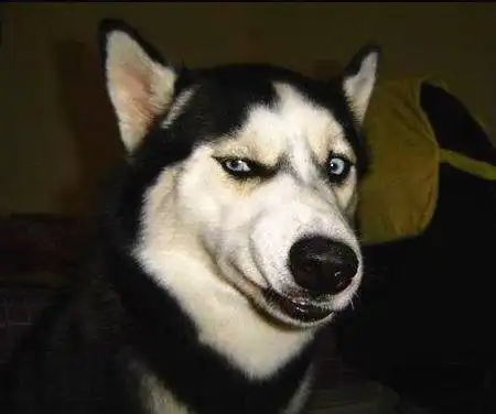 二哈给您分享逗趣小事2020/09/09