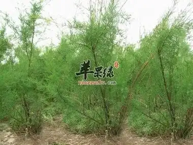 柽柳的功效 能够治疗湿疹风湿病