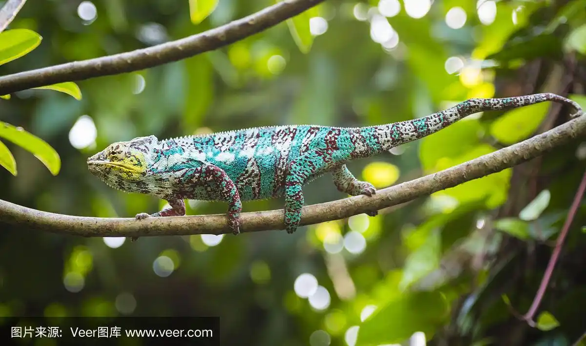 豹纹变色龙,雨林,野生动物,雄性动物,蜥蜴