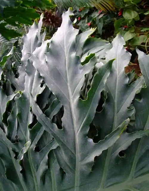 bipennifolium  /i>schott )多年生常绿草本植物,全叶羽状深裂,呈革