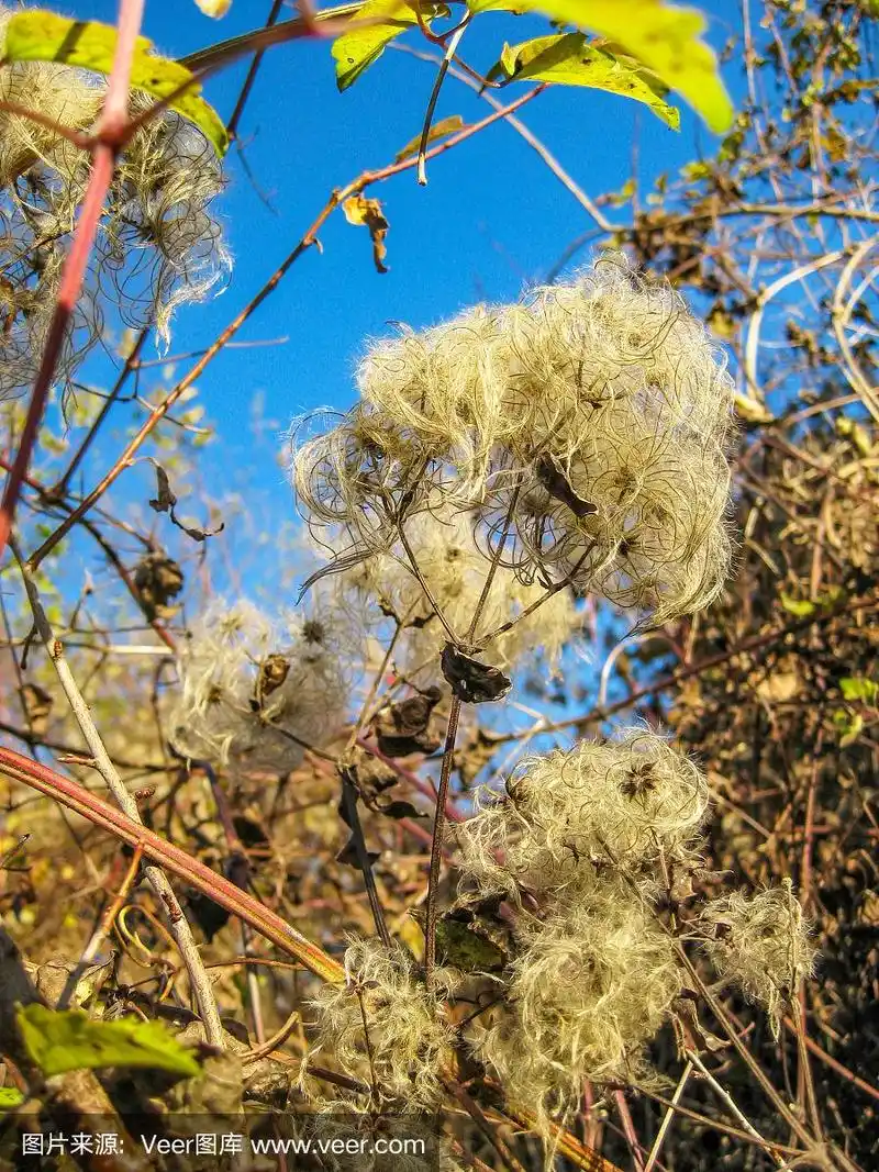 十月下旬,铁线莲的果实映衬着湛蓝的天空