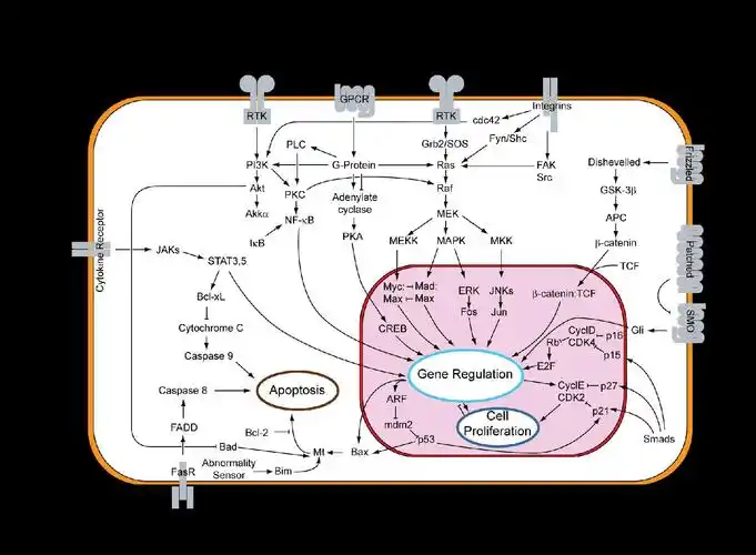 signal transduction