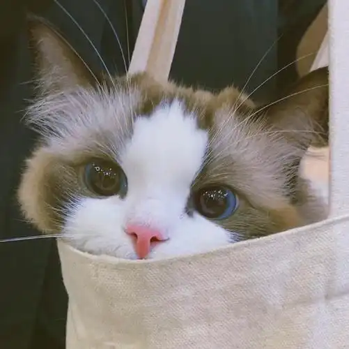 想求一些布偶猫的图片 头像壁纸都可以!