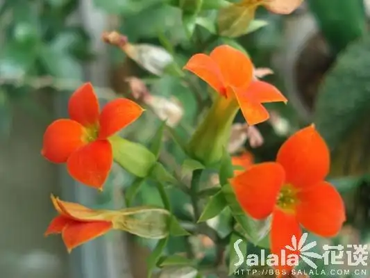 裂叶长寿花-----别名:矮生伽蓝菜,圣诞伽蓝菜,寿星花