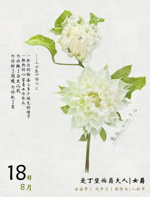 手绘铁线莲图鉴042丨爱丁堡伯爵夫人