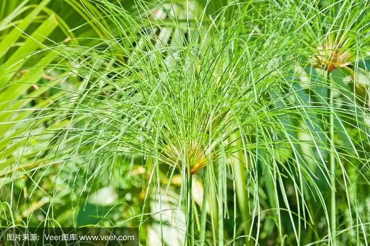 纸莎草绿色植物