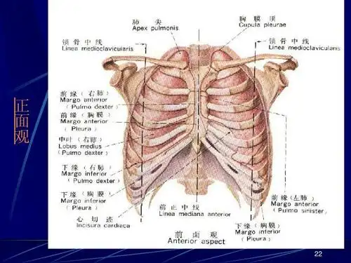 09 诊断学 胸肺检查 课件ppt