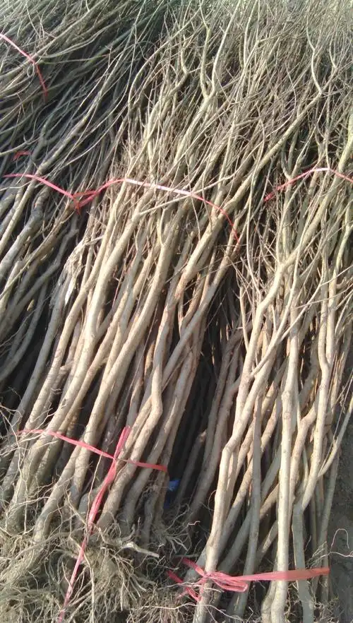 陕西石榴苗嫁接软籽石榴苗开花