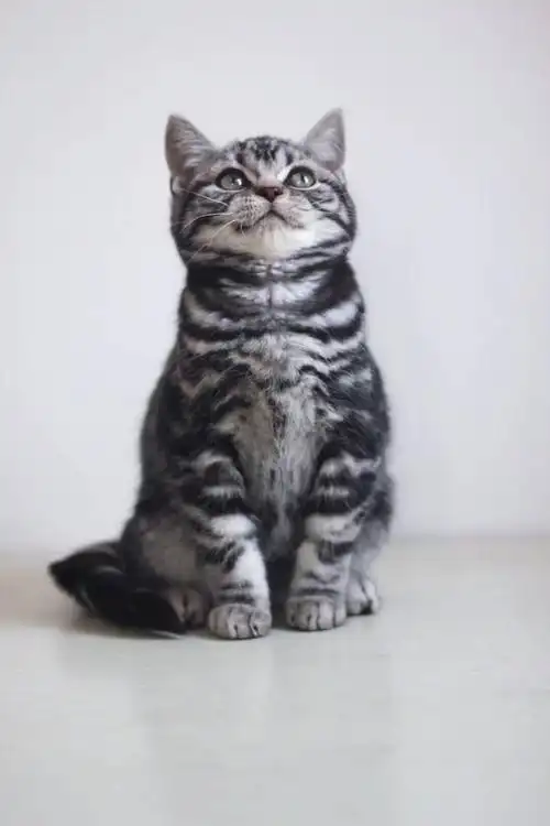 沈阳英短蓝白美短标斑墨迹黑