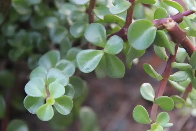 庆元植物1016马齿苋科马齿苋属树马齿苋