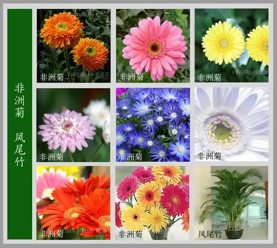 很全很美的《百花图谱》～值得珍藏!