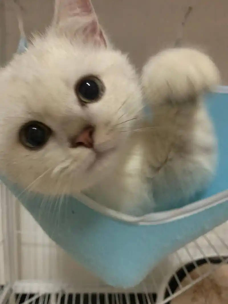 #写播 #银渐层 六总小时候的照片拿出来水作品了 - 抖音