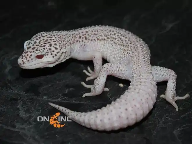 雪花类豹纹守宫概要snowedition