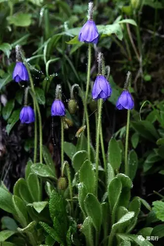 最爱高原绿绒蒿一