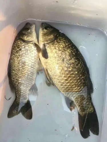 传说中的芝麻鲫