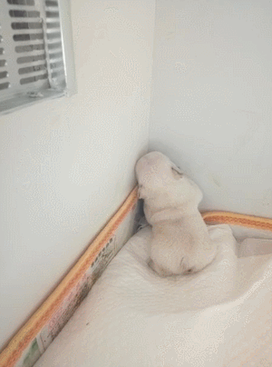 小狗狗汪星人搞笑可爱淘气gif动图_动态图_表情包下载_soogif