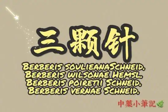 中药小笔记79三棵针
